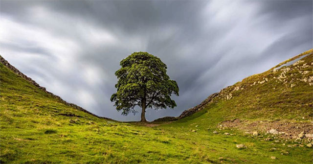 'Rebirth' of a 300-year-old sycamore tree that was cut down and left with only bare roots