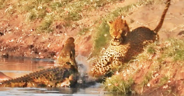 Recklessly stealing the crocodile's bait, the jaguar almost died