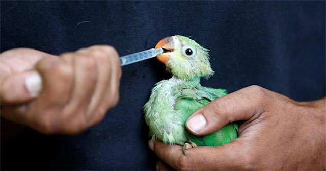 Record hot sun in India, flying birds must also fall to the ground