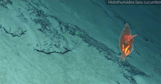 Recorded transparent sea cucumber image at a depth of 2,200m under the sea