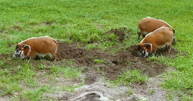 Red river hog - The most handsome pig in nature