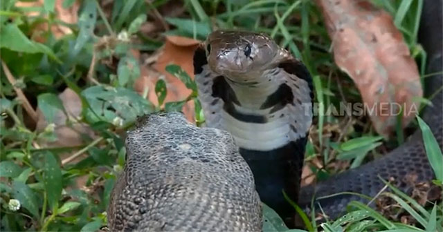 Relying on its position as a poisonous snake, the king cobra attacked the monitor lizard, but unexpectedly received a 'heavenly' counterattack from its opponent.