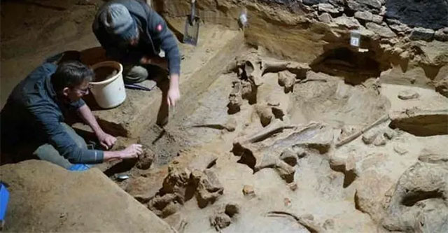 Renovating the wine cellar, shocked by 300 giant monster bones