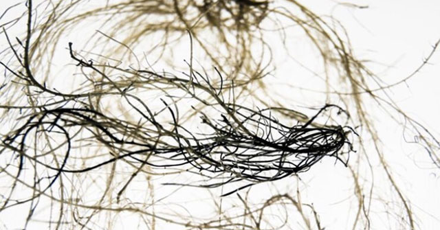Research on developing plant roots capable of conducting electricity
