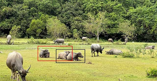 Research shows that water buffalo are very affectionate, like to make friends, and will play with anyone they like.