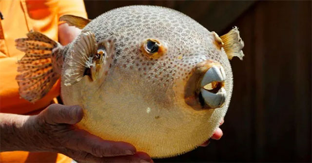 Research to create pain reliever from puffer fish toxins