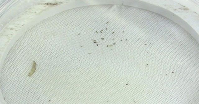 Researchers develop 'armor' that prevents insects from eating crops