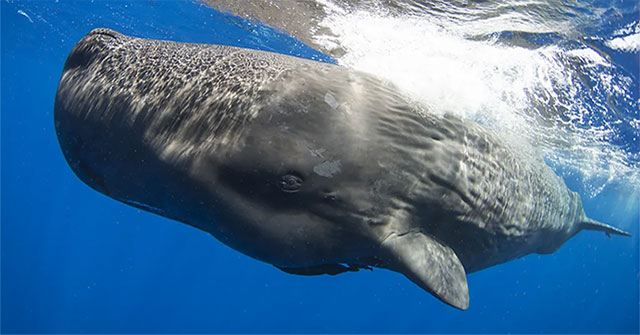 Researchers learn the language of... whales and sperm whales