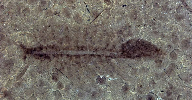 Revealing a 100-million-year-old asexual shrimp species