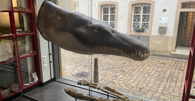 Revealing the Jurassic 'ocean lord' with a 6m long body