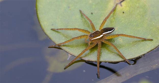 Reviving the UK's largest spider