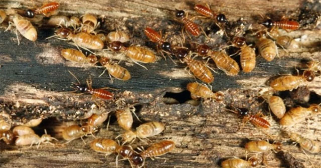 Rising temperatures put American cities at risk of termite invasion