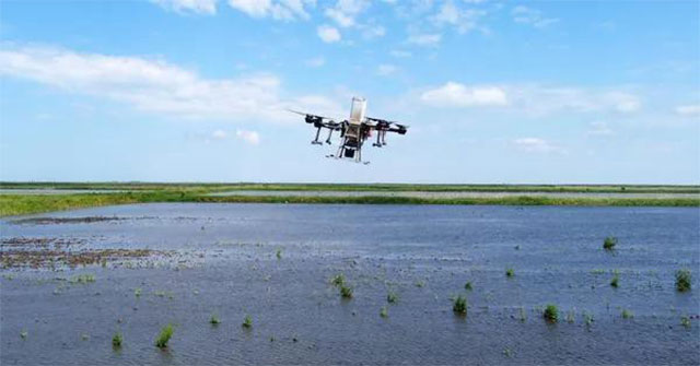 Russian farmers use drones to grow rice