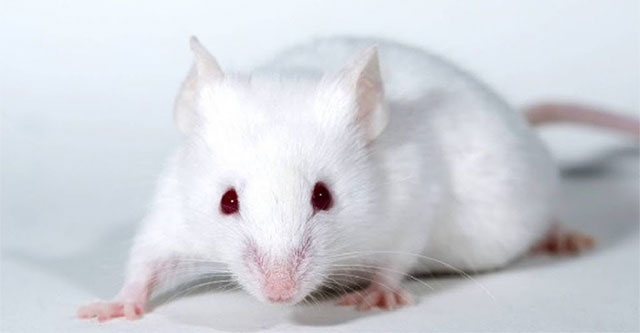 'Sacrifice' for science, lab rats are under heavy stress
