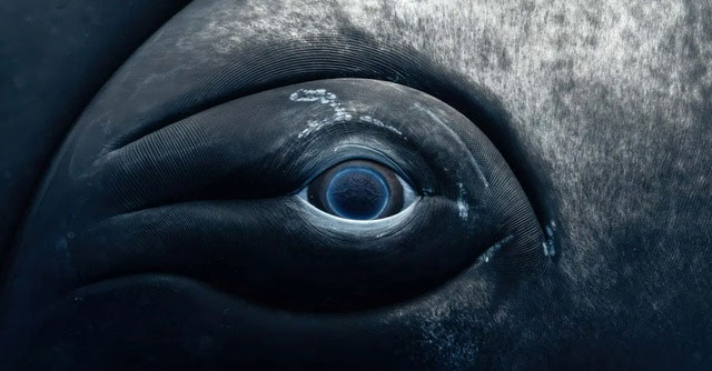 Sad Eyes of the Ocean: The Story Behind the Stunning Beauty!