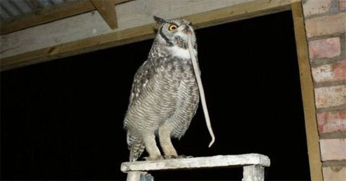 Saving the injured owl's life, the man was thoughtfully 'gifted' for several years after that