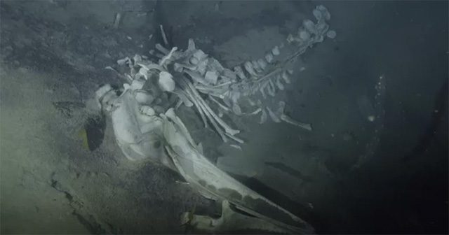 Scanning cameras at the bottom of Antarctica, experts discover unusual 'party' in whale graveyard