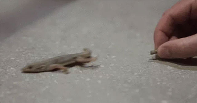 Science deciphers the paradox of the lizard's tail for the first time