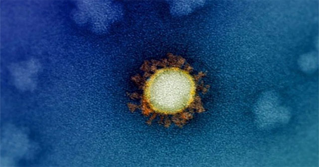 Science explains the 'extreme' evolutionary rate of the SARS-CoV-2 mutation