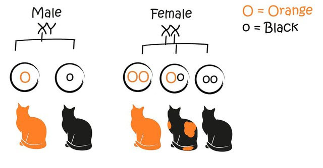 Scientific discovery may solve 10,000-year-old mystery inside calico cat's fur