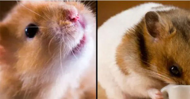 Scientist is shocked when an experiment accidentally causes hamsters to 'change their behavior'