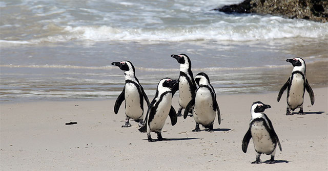 Scientists are surprised because penguins know how to 'fake' voices