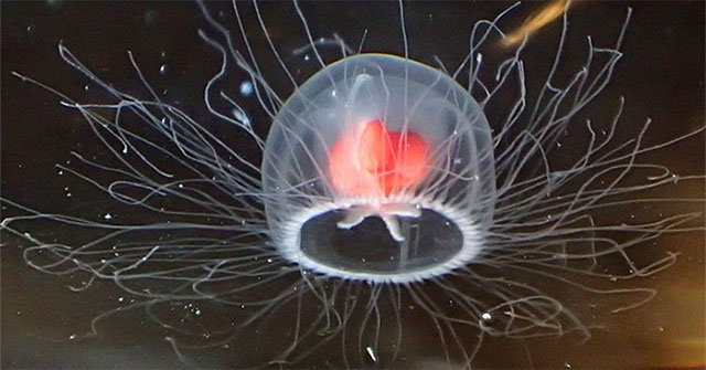 Scientists decipher the secret of the immortal jellyfish's longevity