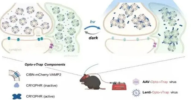 Scientists discover a way to control the brain with light