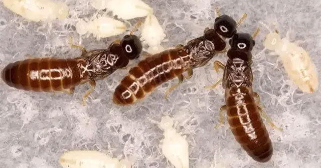 Scientists discover how termite colonies all female survive