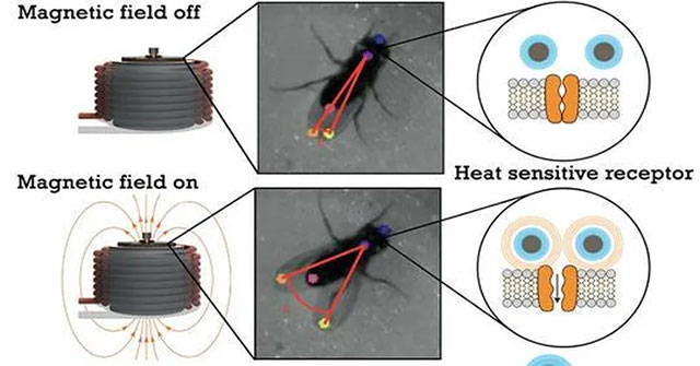 Scientists have been able to control fly brains remotely