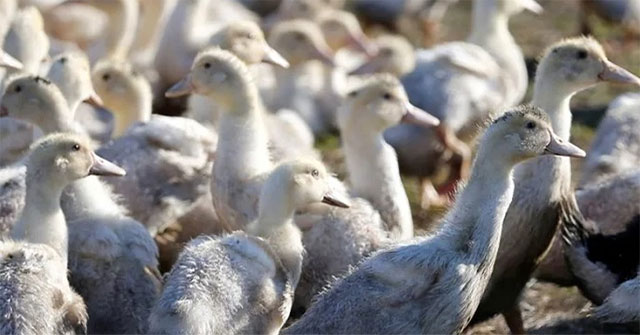 Scientists have found the gene 'key' to prevent avian flu virus from spreading to humans