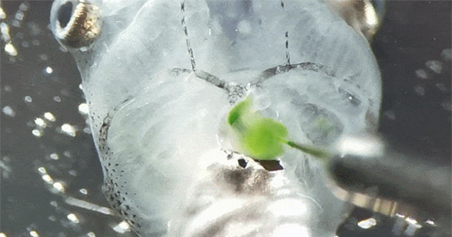 Scientists have just created a creature that can live without breathing