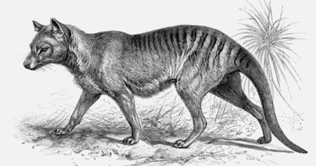 Scientists hope to revive the extinct Tasmanian tiger