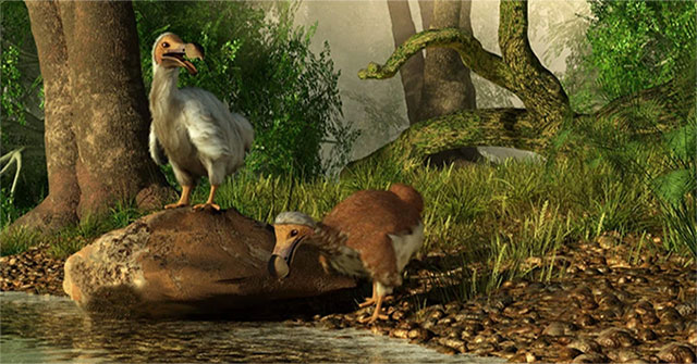 Scientists plan to bring back the Dodo bird, but how exactly will they do it?