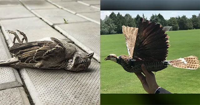 Scientists plan to turn dead birds into drones
