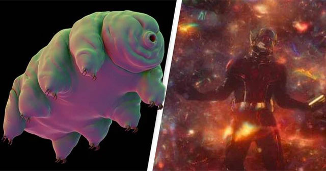 Scientists put the water bear into a quantum state and strangely, it still survived