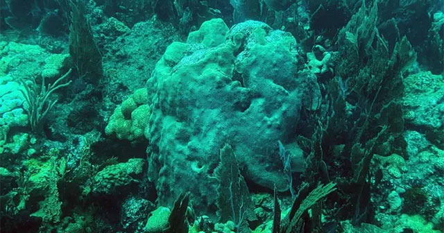 Scientists recreate endangered coral species in the lab