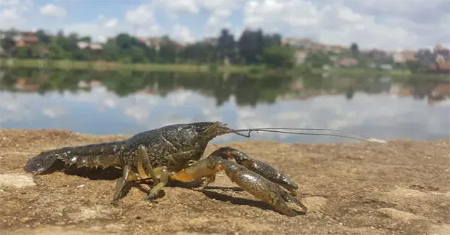 Scientists say: Eating crayfish is the best way to eradicate this terrifying virgin animal