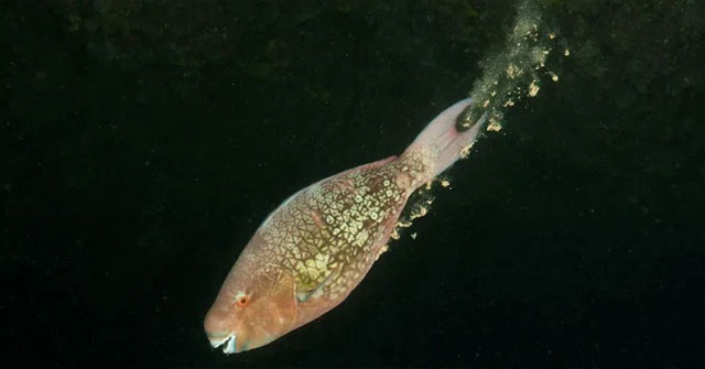 Scientists show the importance of fish feces to ocean chemistry