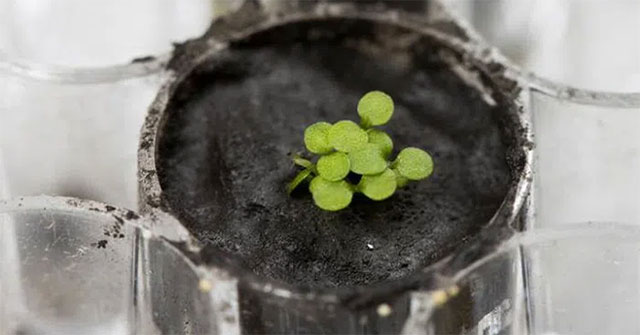 Scientists successfully planted germinating plants on the Moon's soil