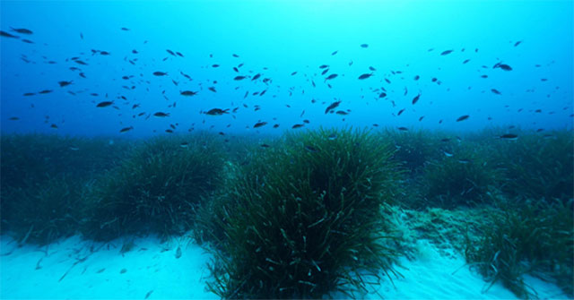Scientists suddenly discovered a huge amount of sugar hidden under the sea