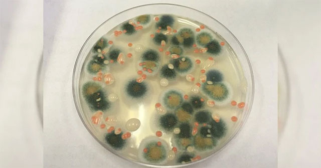 Scientists suddenly discovered a strange fungus on the wall of the Chernobyl nuclear reactor