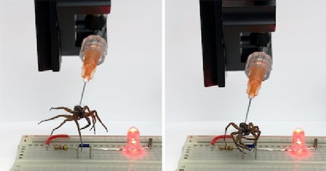 Scientists turn spider corpses into 'zombie robots'