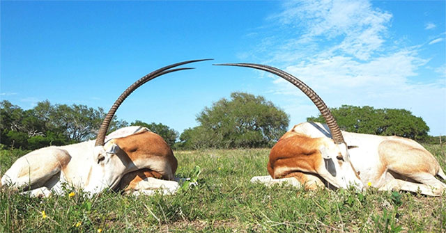 Scimitar-horned oryx revived after being declared extinct