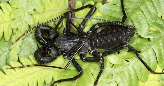 Scorpions spray acid to make enemies run away, Vietnam is full of them!