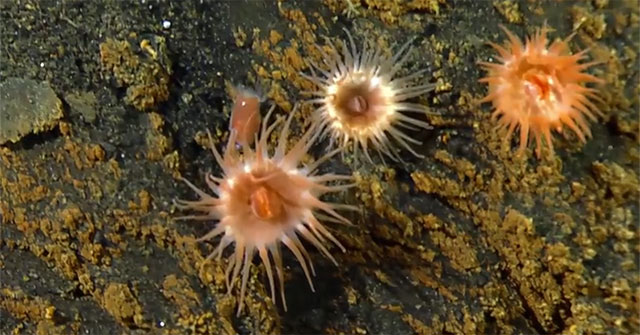 Sea anemone catches sea beetle in the blink of an eye