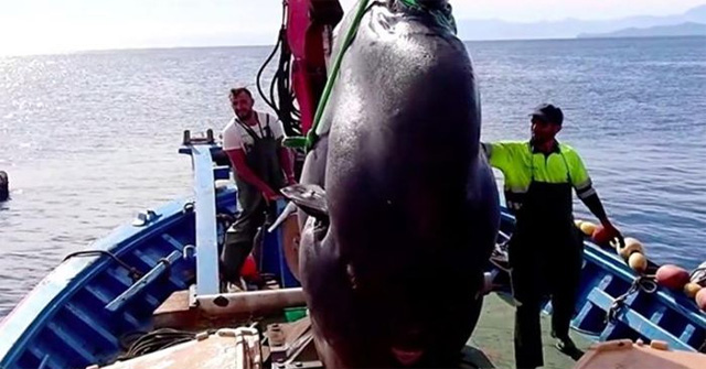 'Sea monster' weighing 2 tons fell into the fisherman's net