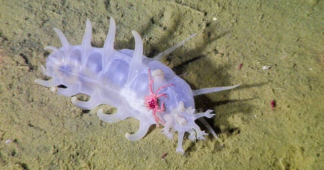 Sea Pig - One of the strangest animals under the sea