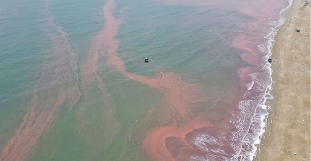 Sea water in Cam Xuyen district, Ha Tinh appears a strange red streak 3km long