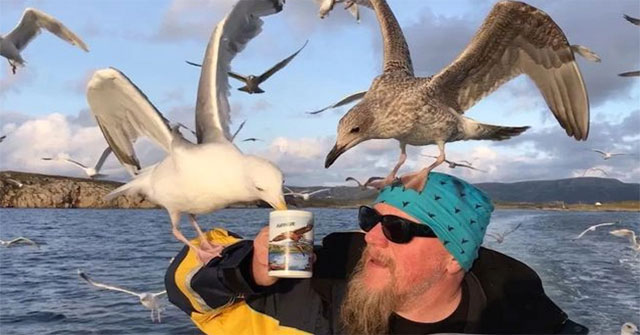Seagulls are becoming 'bad' with a series of outrageous behaviors, caused by humans!